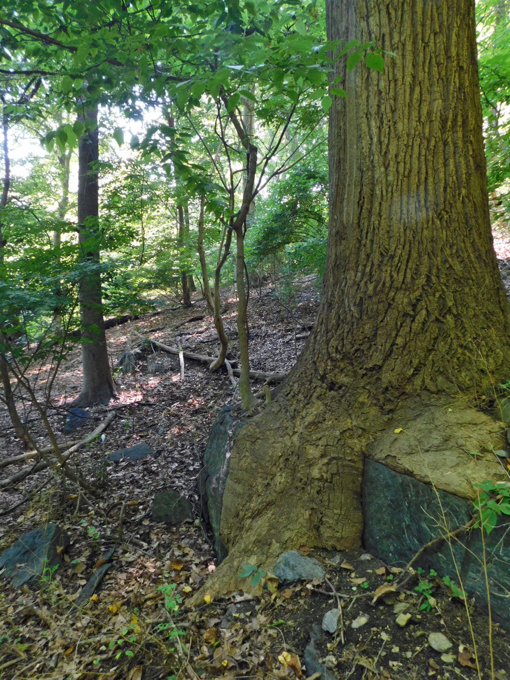 Rooted