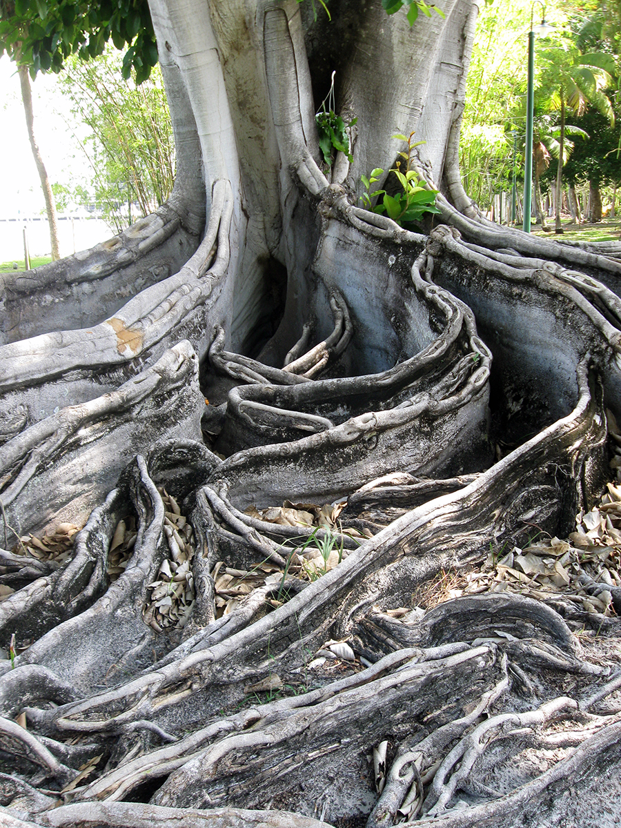The Magic Roots Blog – Page 8 – A True Story, as Yet Unfolding…